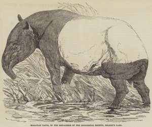 Malayan Tapir, Zoological Societyn eläintarhassa, Regent